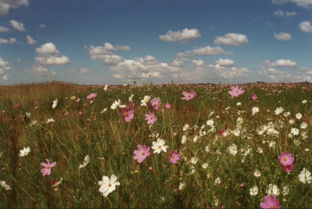 Blumenwiese